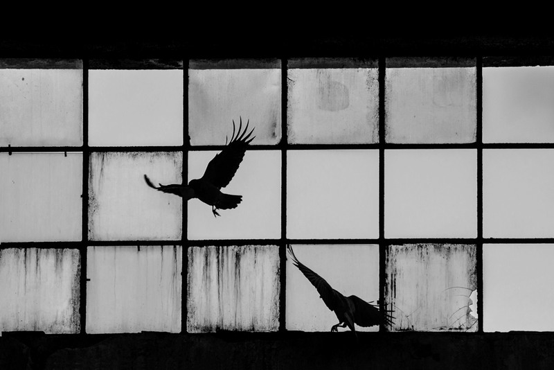 crows