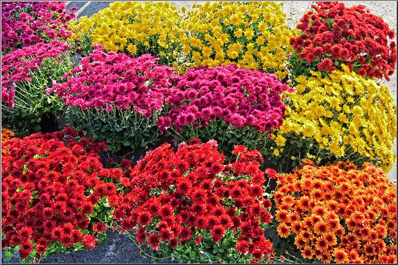 serbanvornicu_sprerahova_25