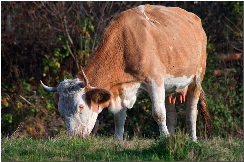 serbanvornicu_rosiamontana_11