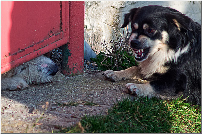 serbanvornicu_rosiamontana_12