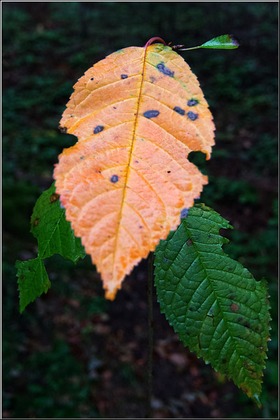 serbanvornicu_rosiamontana_23