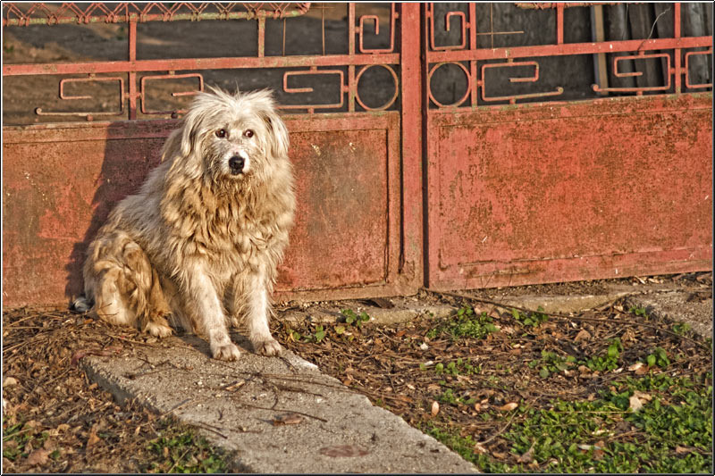 serbanvornicu_invazie68_19