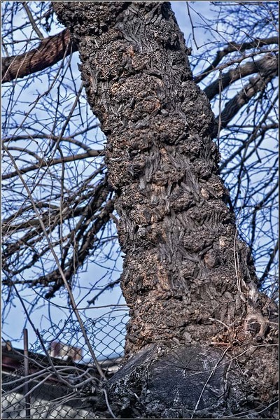 serbanvornicu_invazie68_22