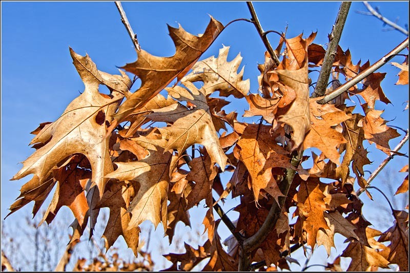 serbanvornicu_taranimanui_03