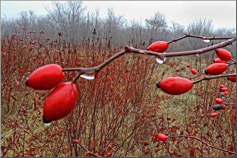 serbanvornicu_taranimanui_04