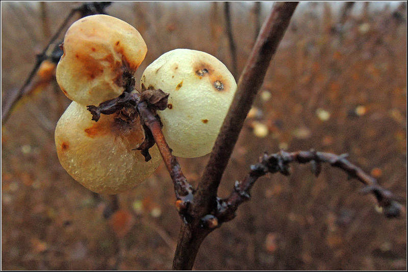 serbanvornicu_taranimanui_06