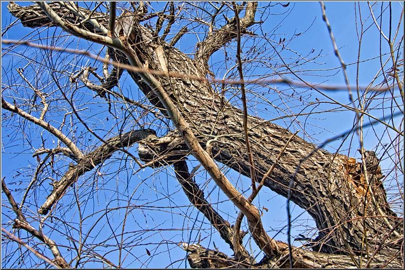 serbanvornicu_taranimanui_12