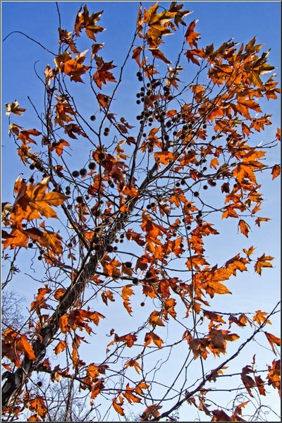 serbanvornicu_taranimanui_16