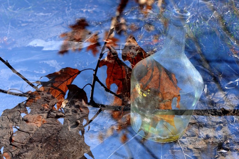 pipera-plumbuita-foto-lucian-muntean-01