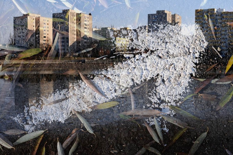 pipera-plumbuita-foto-lucian-muntean-06