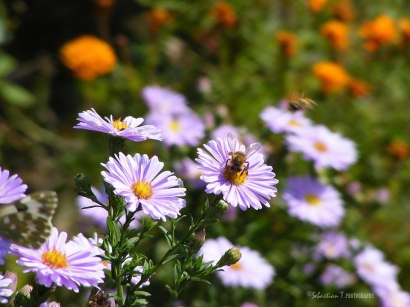 Zumzet de albina ...