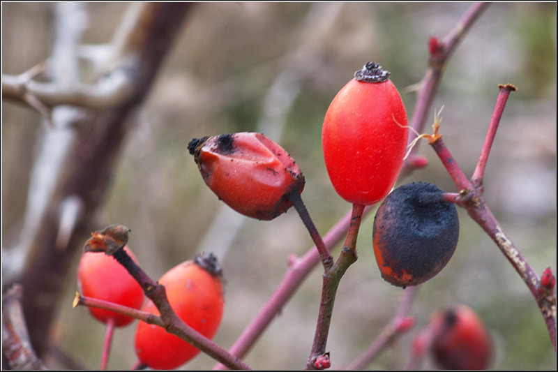 serbanvornicu_estextrem_11