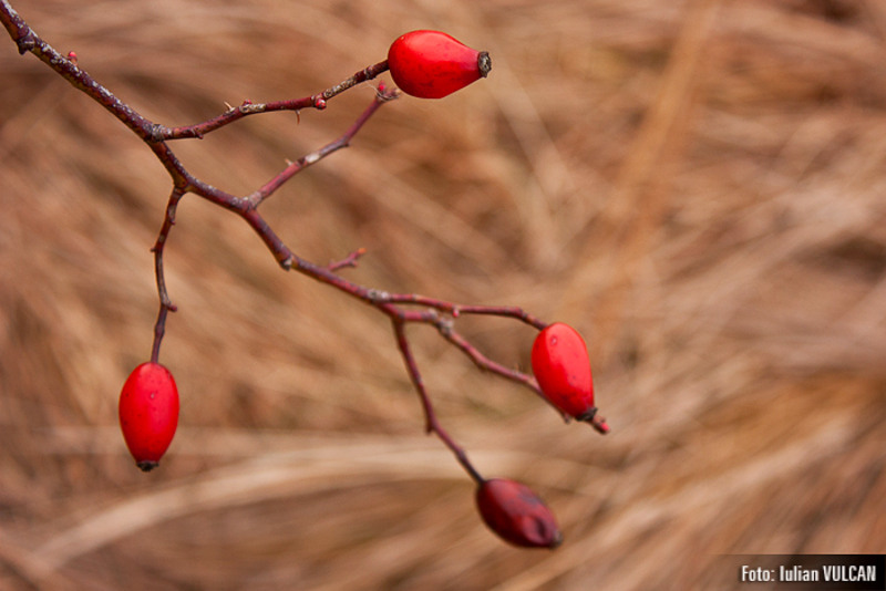 boschestul_bucurestiului_foto-by-iulian-vulcan-29