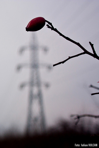 boschestul_bucurestiului_foto-by-iulian-vulcan-30