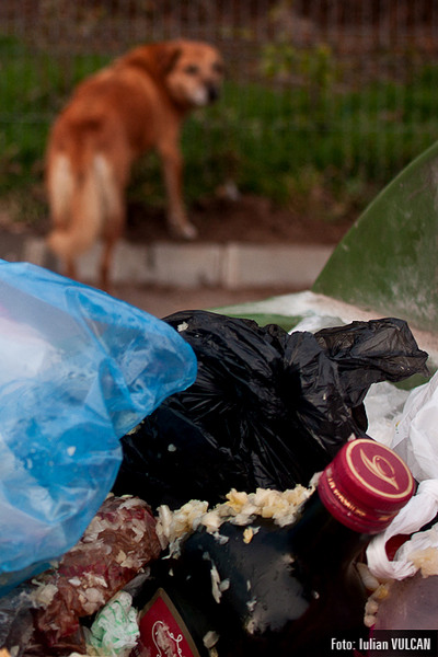 boschestul_bucurestiului_foto-by-iulian-vulcan-41