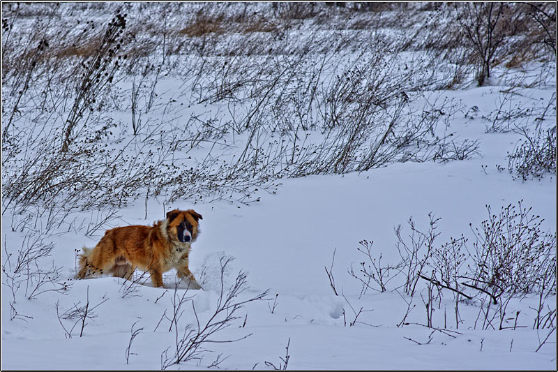 serbanvornicu_chiajna_03