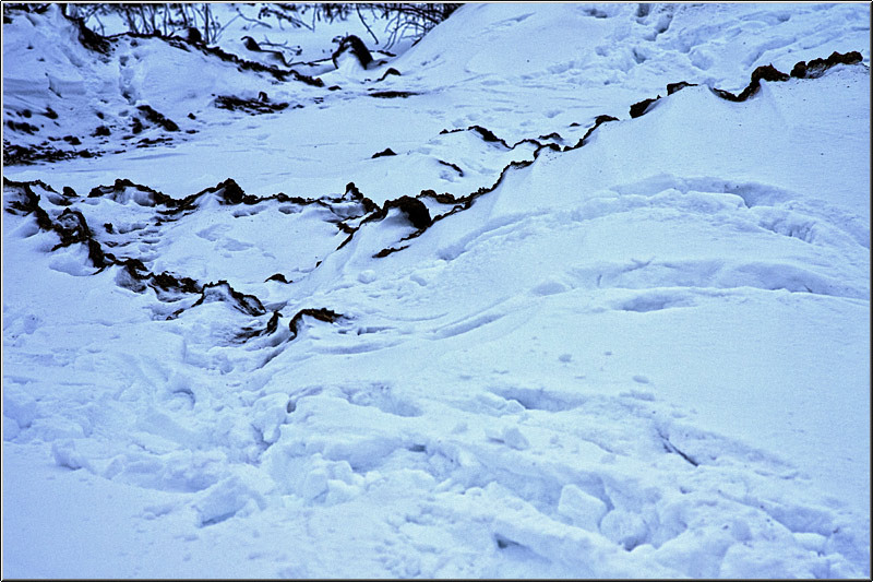 serbanvornicu_chiajna_04