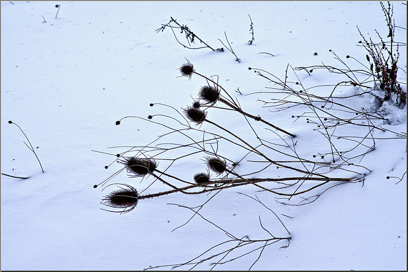 serbanvornicu_chiajna_05