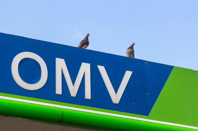 Lizeanu - Universitate