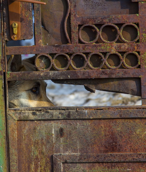 Lizeanu - Universitate