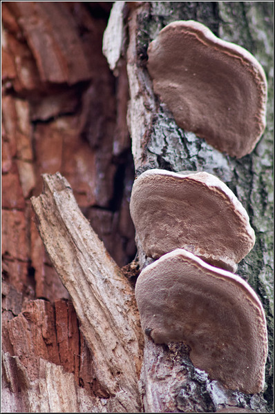 serbanvornicu_lizeanu_12