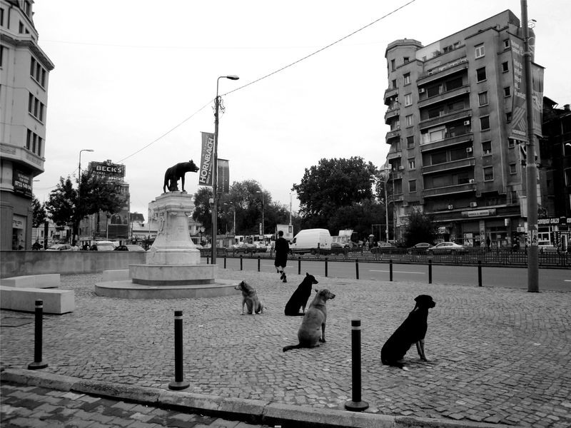 ileana-partenie_print