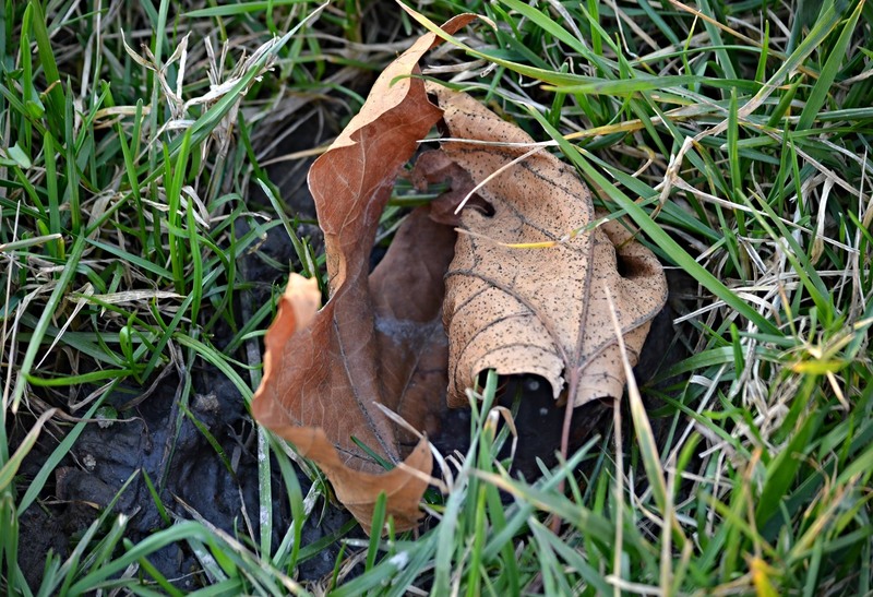 1617968_731074103598927_981781876_o