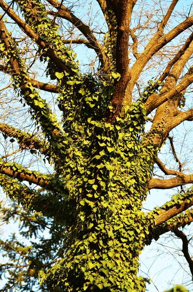 1622527_731872256852445_512569535_o