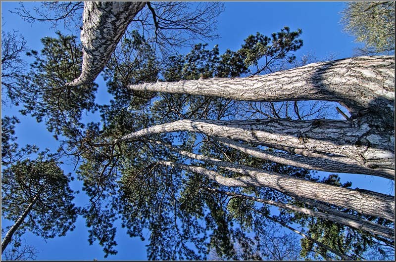 serbanvornicu_mogosoaia_02