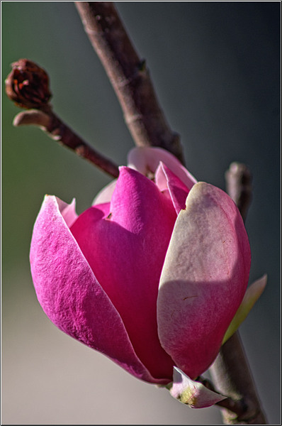 serbanvornicu_mogosoaia_09