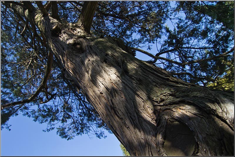 serbanvornicu_mogosoaia_14