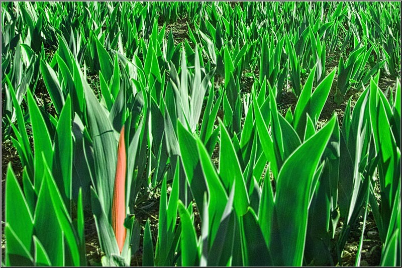 serbanvornicu_mogosoaia_15