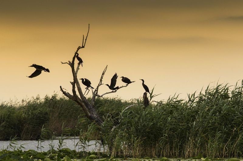 razvan-teodoreanu-02