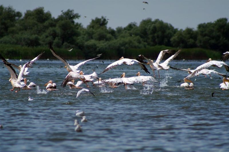 victor-nisipasu_pelicani-100x665