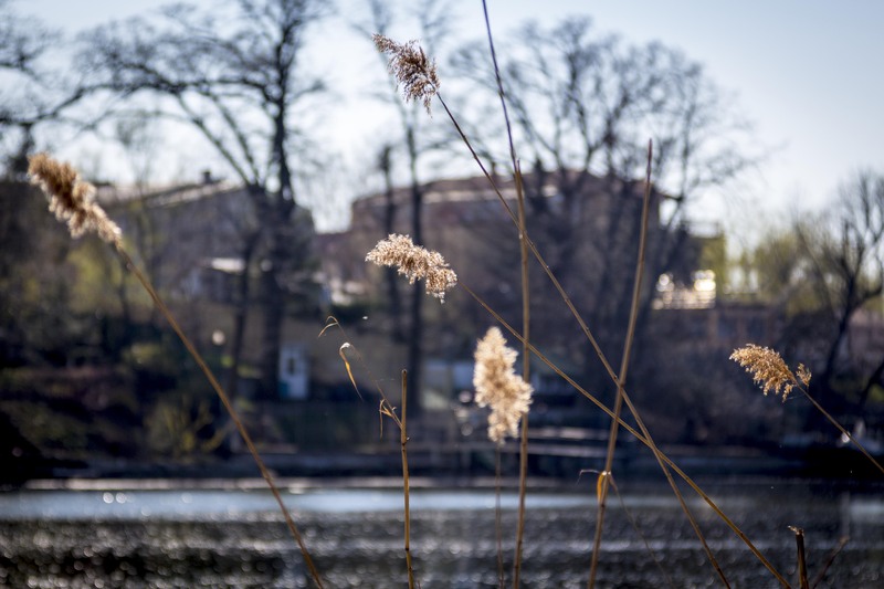 Mogosoaia - la palat