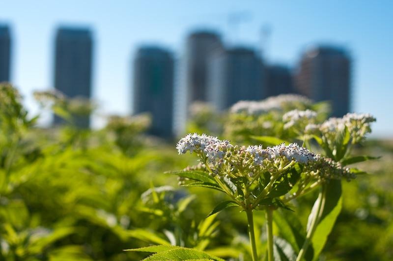 20090620_cgilmeanu_01