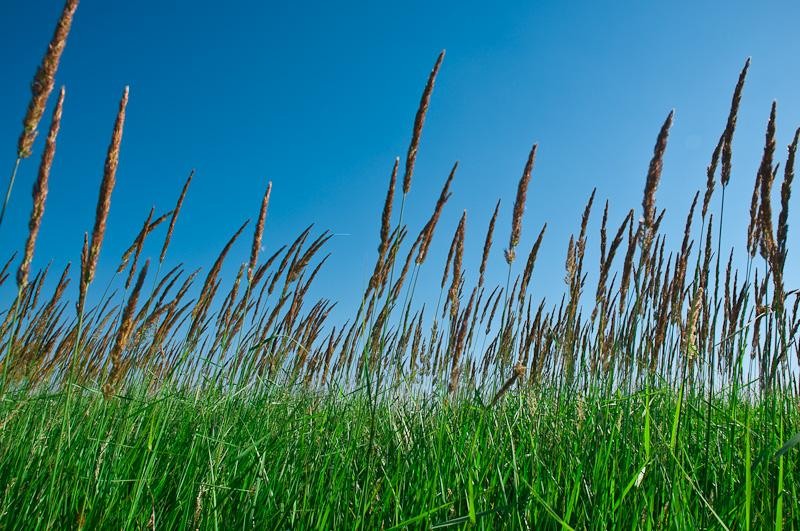 20090620_cgilmeanu_02