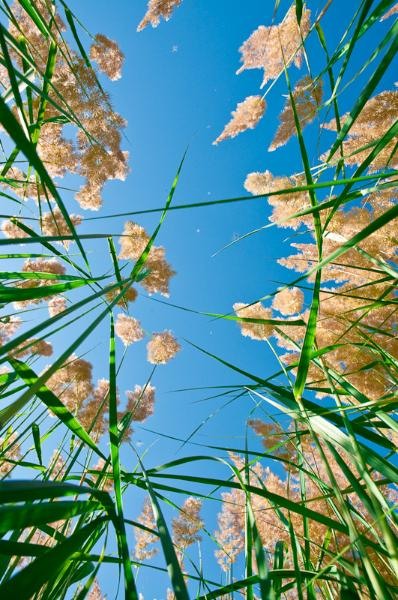 20090620_cgilmeanu_04