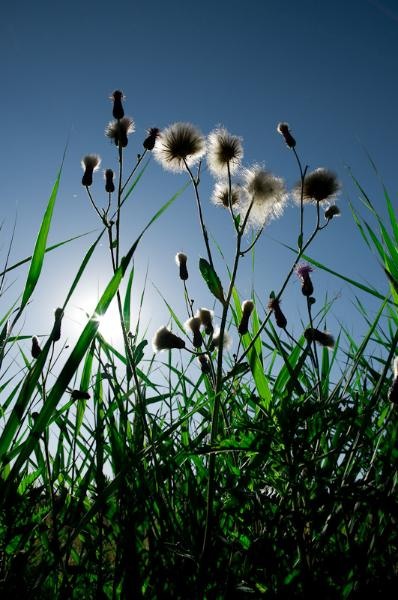 20090620_cgilmeanu_05