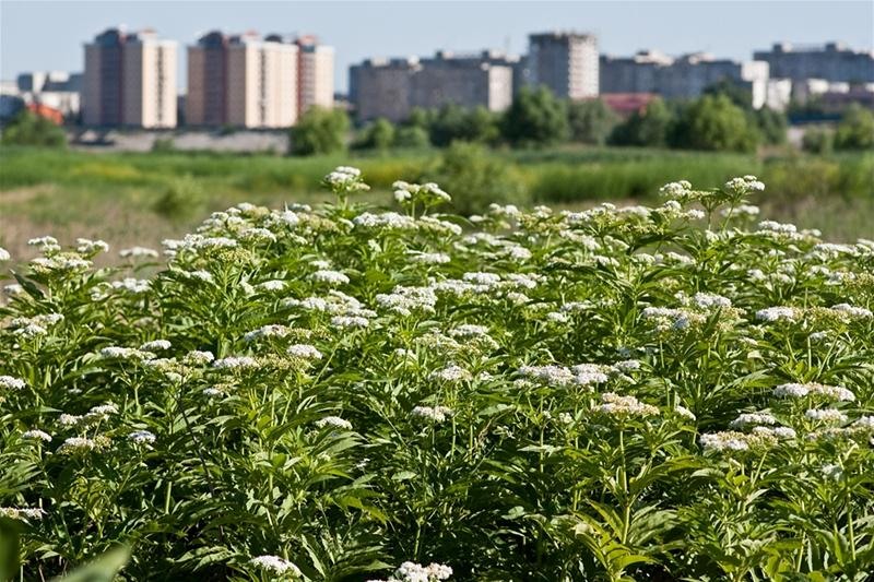 20090620_riosupescu_11