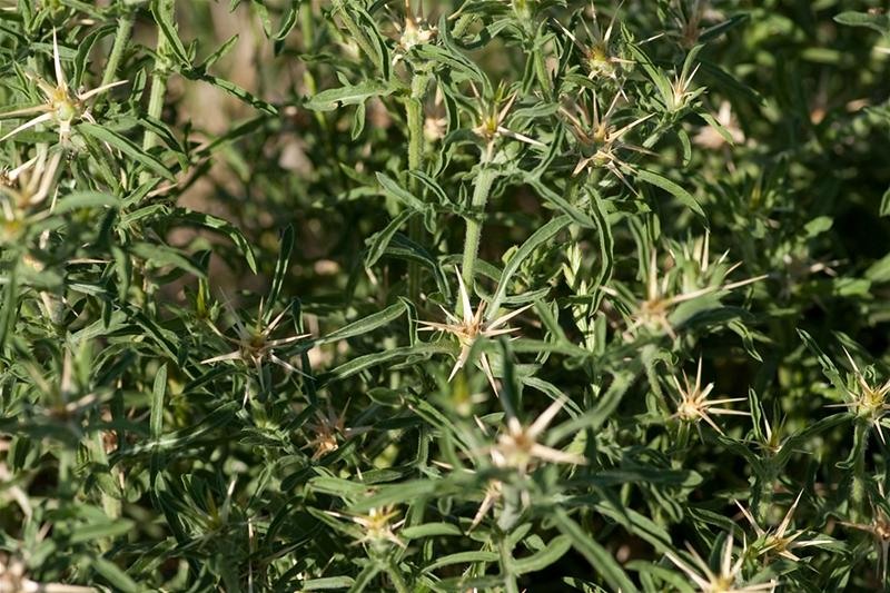 20090620_riosupescu_16