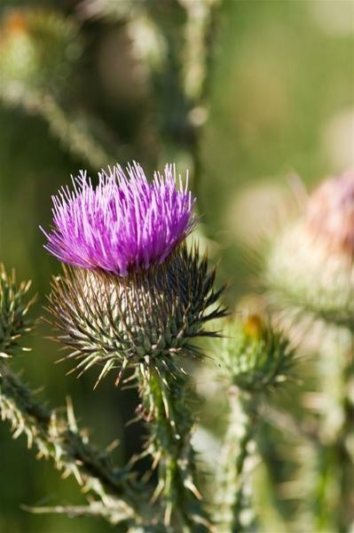 20090620_riosupescu_17