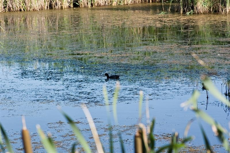 20090620_riosupescu_19