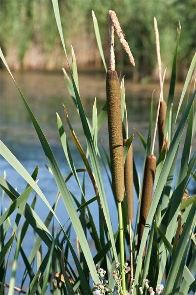 20090620_riosupescu_20