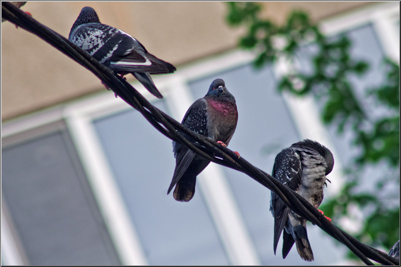 serbanvornicu_buc_nostalgic_08