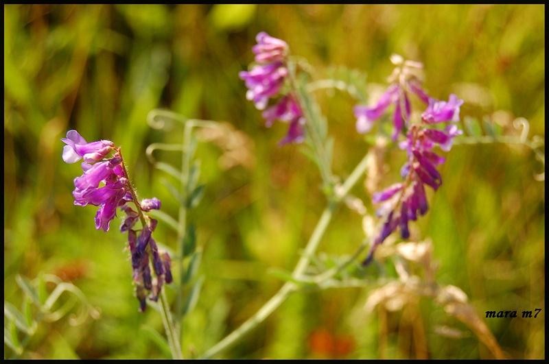 20090620_gmihaila_04