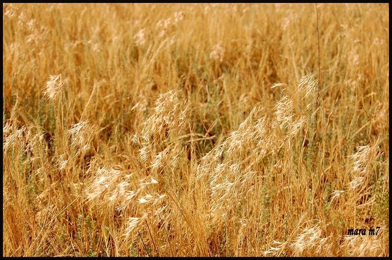 20090620_gmihaila_05