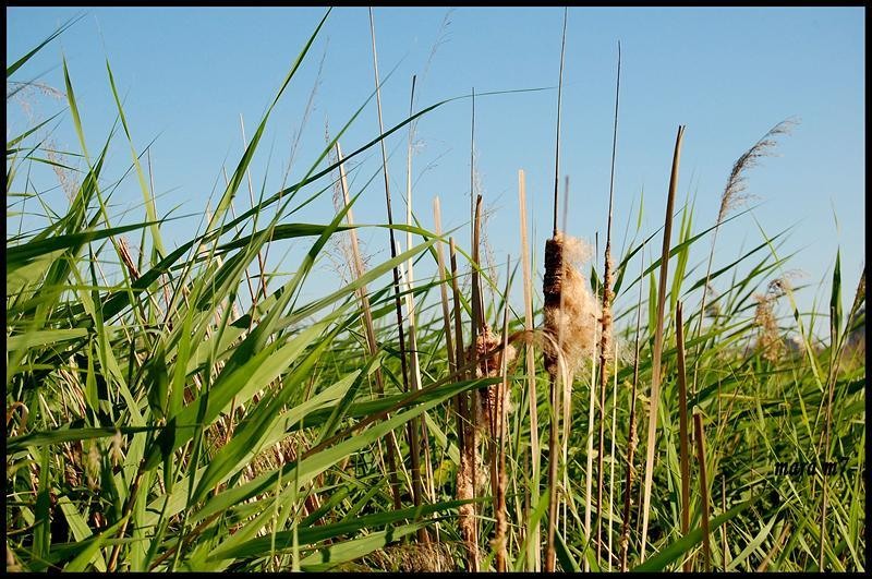 20090620_gmihaila_06