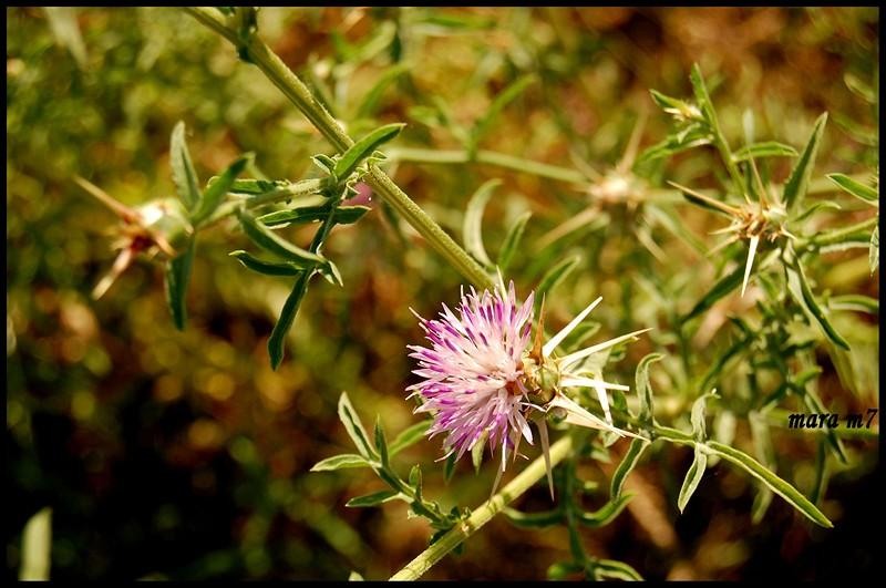 20090620_gmihaila_07