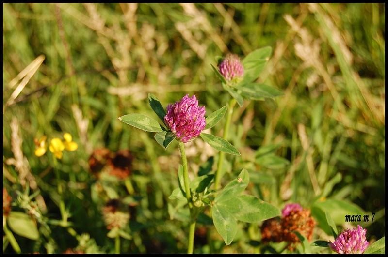 20090620_gmihaila_09